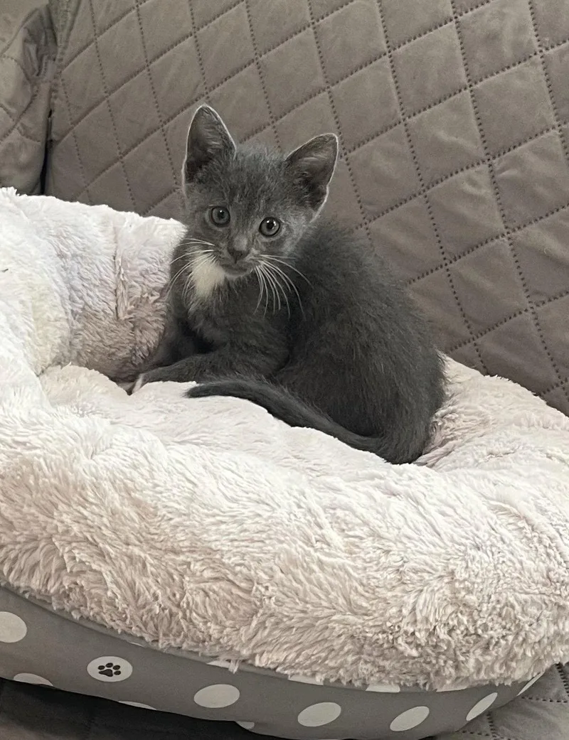 A baby medium-sized male Gray / Blue / Silver Russian Blue cat named Lollipop for adoption in Buford, GA