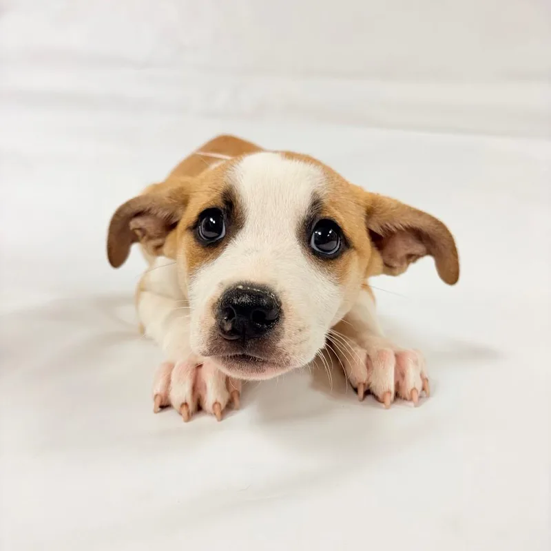 A baby small-sized female Shepherd dog named Jessie for adoption in Parker, CO