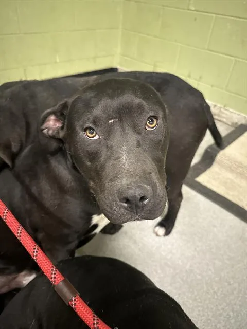 A young medium-sized male Pit Bull Terrier dog named Joey for adoption in Indianapolis, IN