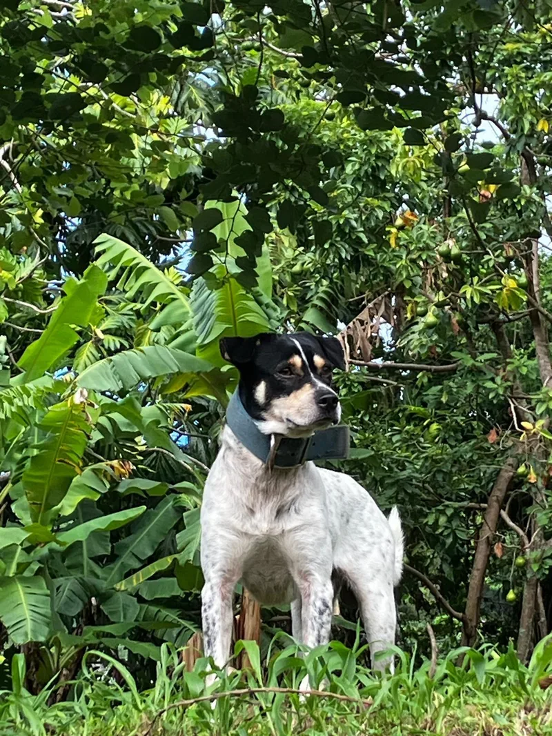 A young medium-sized male Australian Cattle Dog / Blue Heeler dog named Bandit for adoption in Humacao, PR