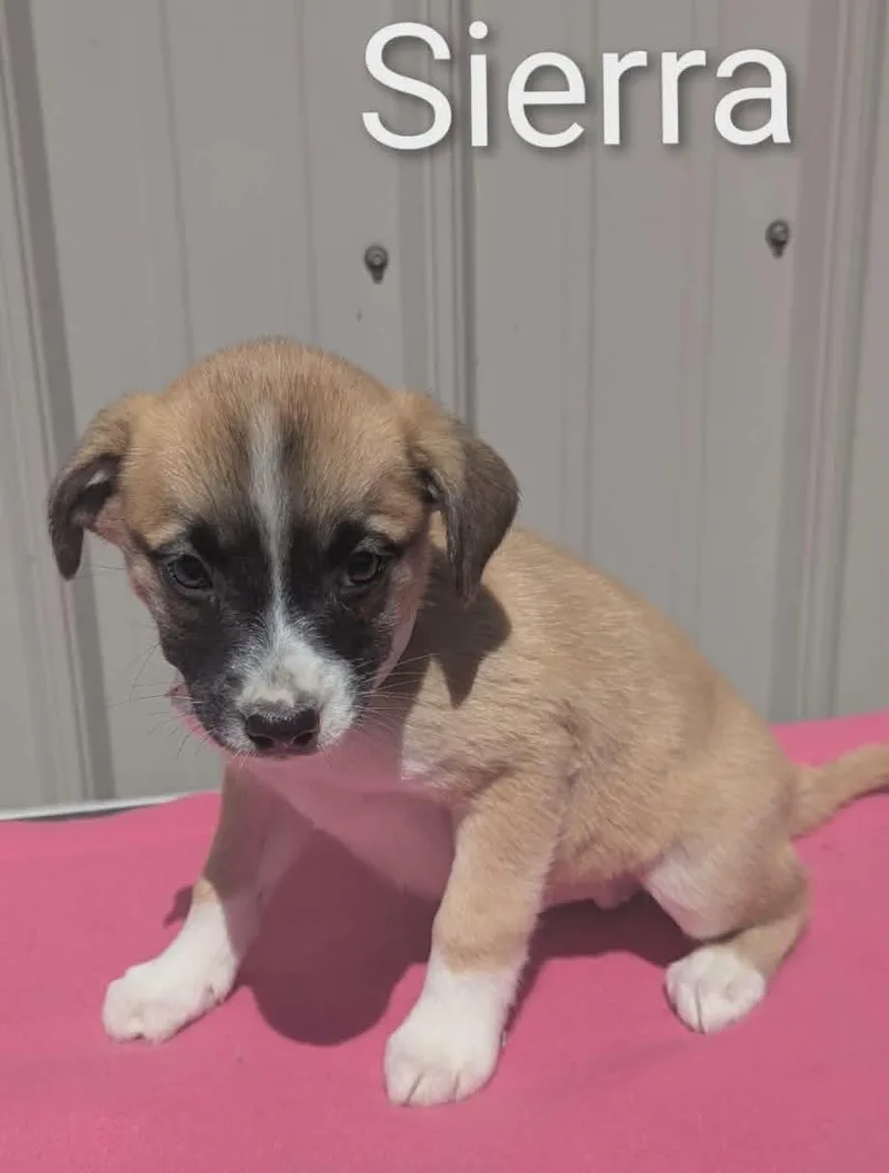 A baby medium-sized female Yellow / Tan / Blond / Fawn Mixed Breed dog named Sierra for adoption in Logan, OH