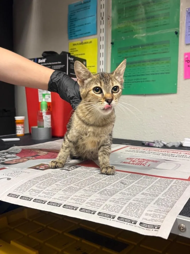 A baby medium-sized female Domestic Short Hair cat named Avery for adoption in Sorrento, LA
