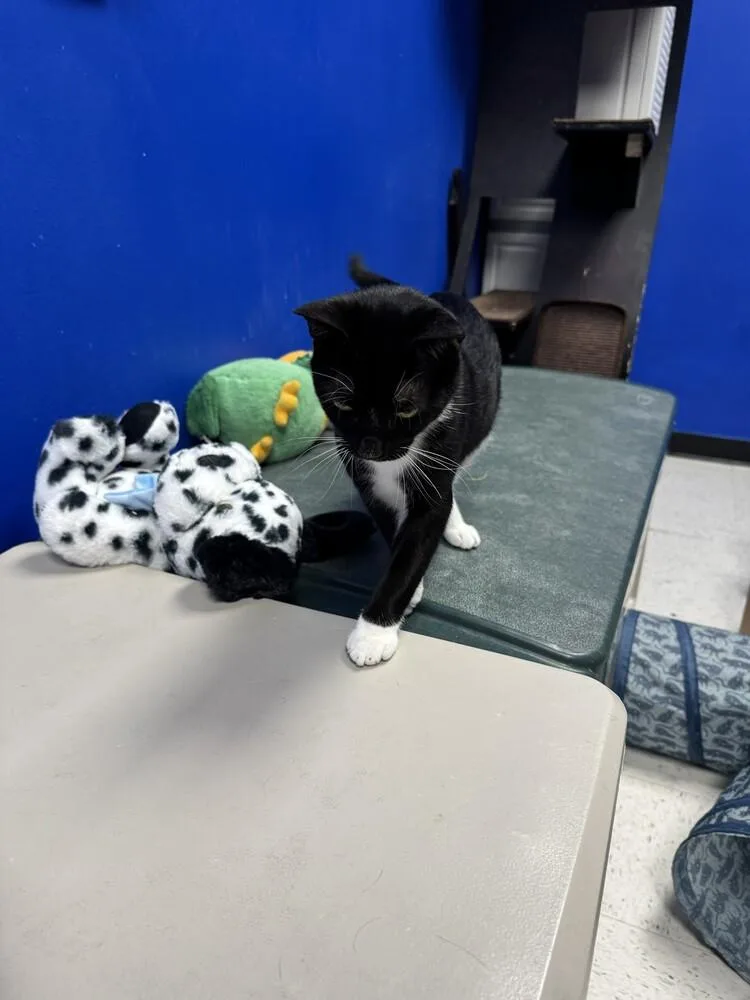 A young medium-sized male American Shorthair cat named Grommet for adoption in Austin, TX