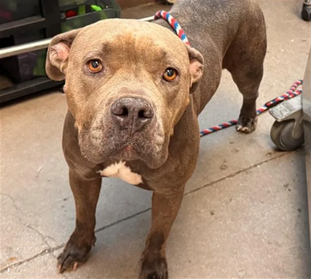 An adult large-sized female Pit Bull Terrier dog named Freia for adoption in Tucson, AZ