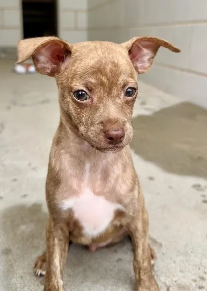 A baby small-sized male Chihuahua dog named Donald for adoption in Madison, NJ