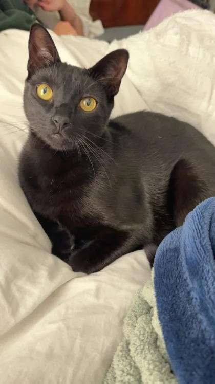 A young medium-sized male Domestic Medium Hair cat named Racker for adoption in New Orleans, LA