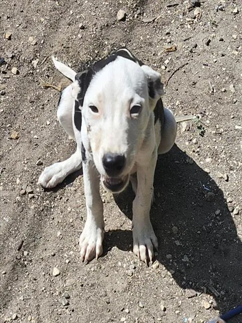 A baby small-sized female American Staffordshire Terrier dog named Arryn for adoption in San Antonio, TX