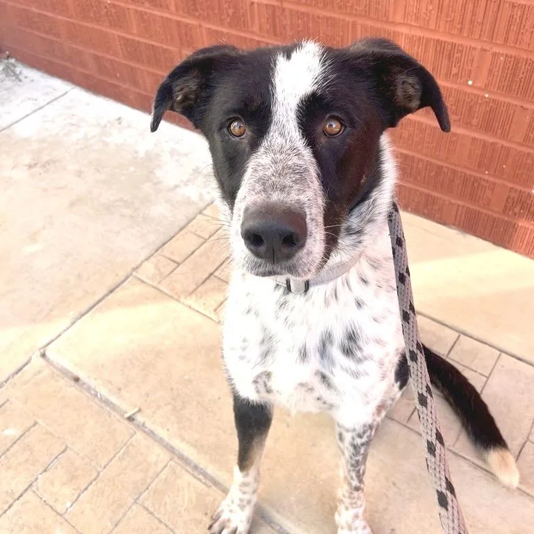 An adult large-sized male Anatolian Shepherd dog named Incus for adoption in Los Angeles, CA
