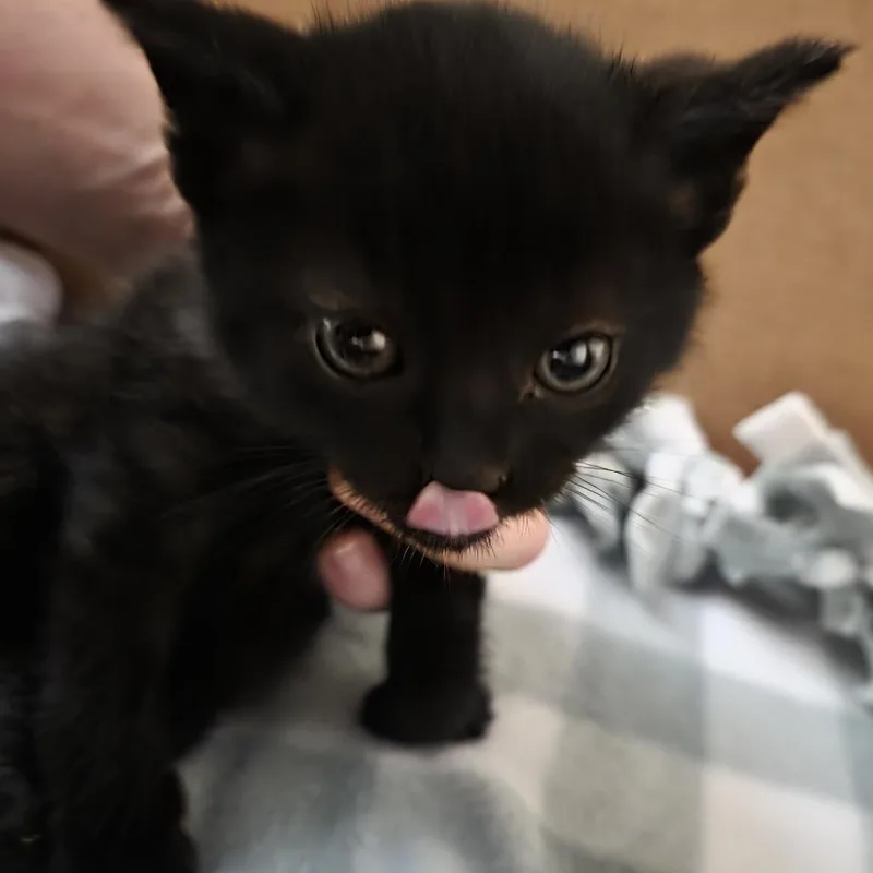 A baby small-sized female Domestic Short Hair cat named Loopy for adoption in Novelty, OH