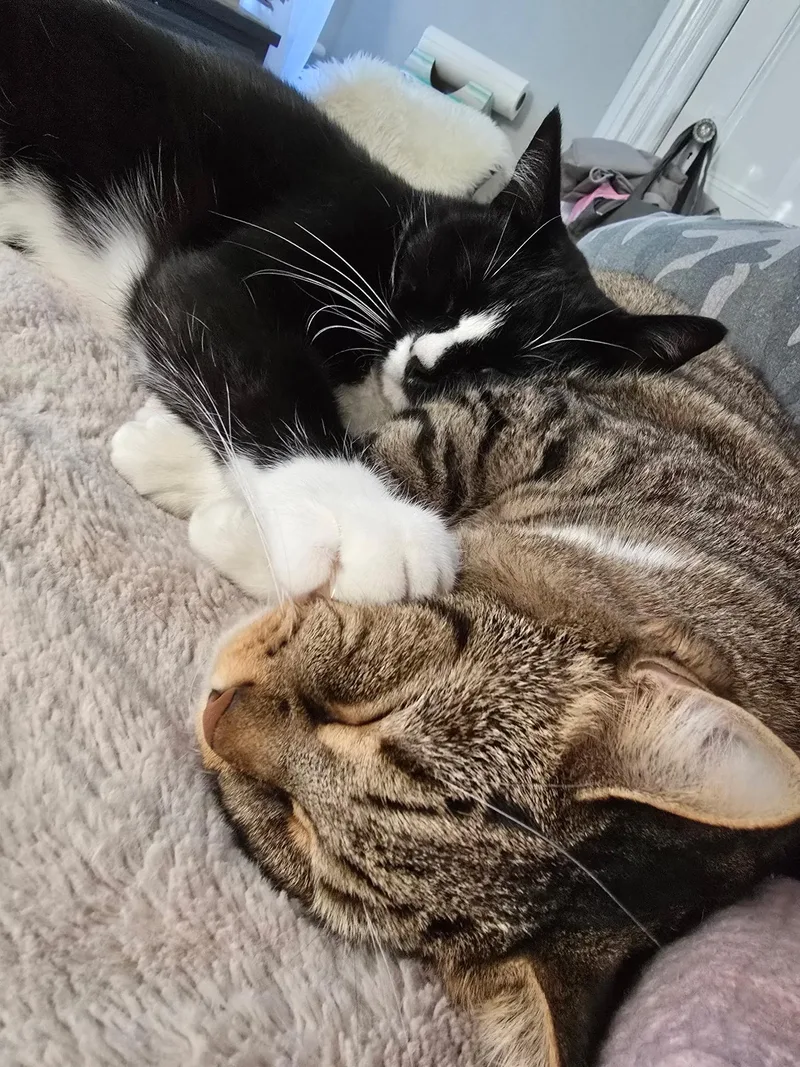 An adult extra large-sized male American Shorthair cat named Remy for adoption in Hasbrouck Heights, NJ