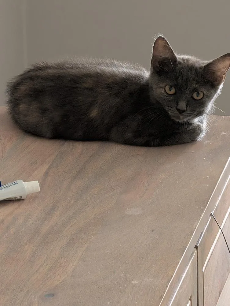 A baby small-sized female Gray / Blue / Silver Domestic Short Hair cat named Beulah for adoption in Virginia Beach, VA