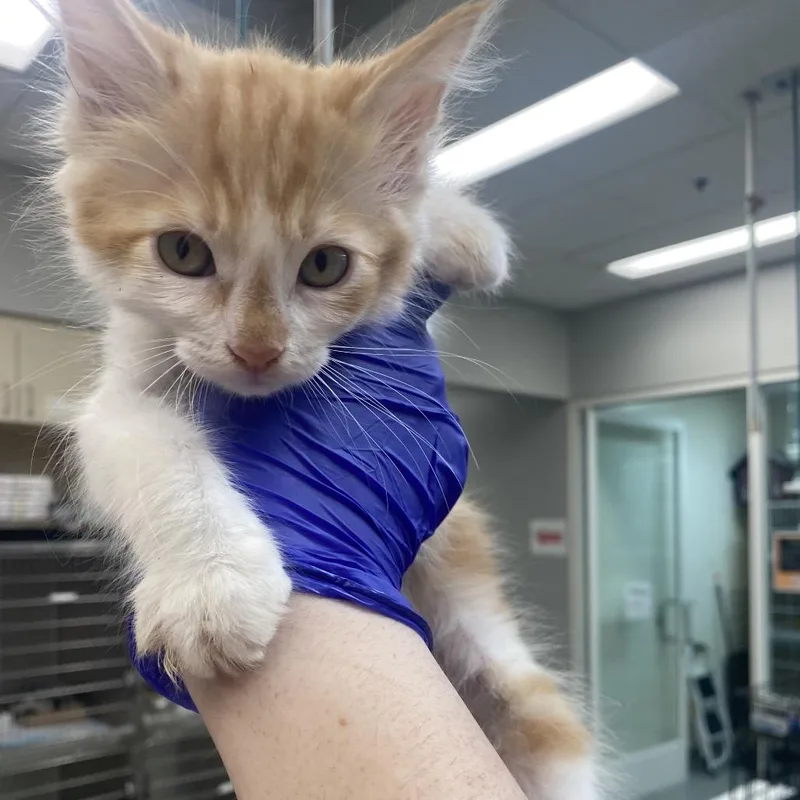 A baby small-sized male Orange / Red Domestic Medium Hair cat named Lion King for adoption in Westminster, CA