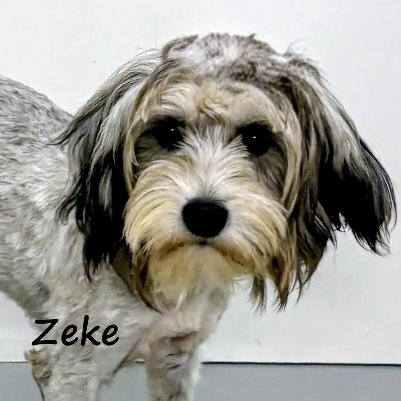 Zeke thumbnail 2