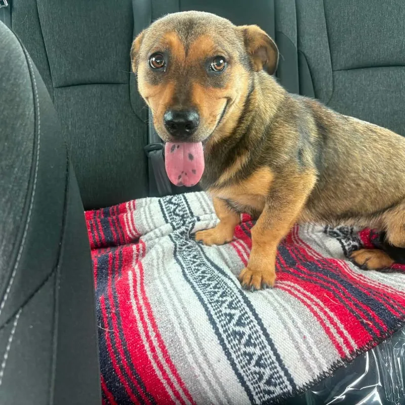 A young small-sized female Brown / Chocolate Cardigan Welsh Corgi dog named Edie Munster for adoption in Rockville, MD