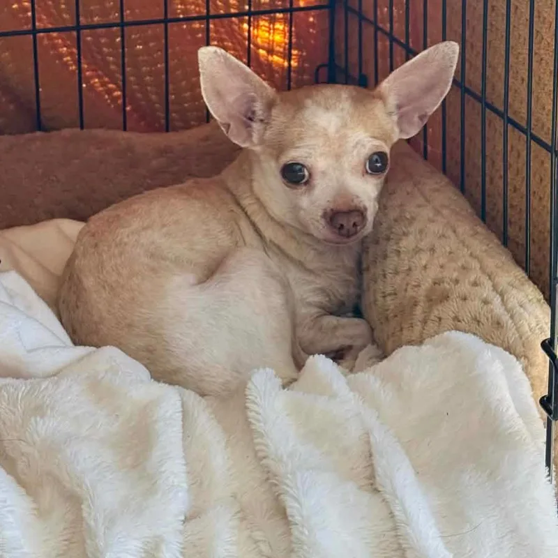 An adult small-sized female Bicolor Chihuahua dog named Valentina for adoption in Las Vegas, NV
