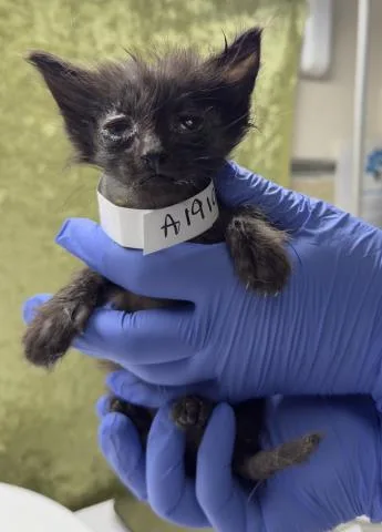 A baby small-sized female Domestic Short Hair cat named Betty for adoption in Riverside, CA