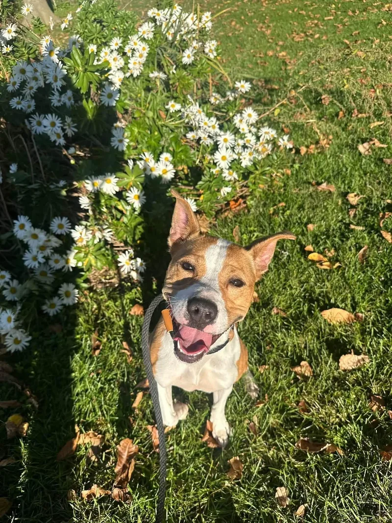 A young medium-sized female White / Cream Mixed Breed dog named Jitterbug for adoption in Myerstown, PA