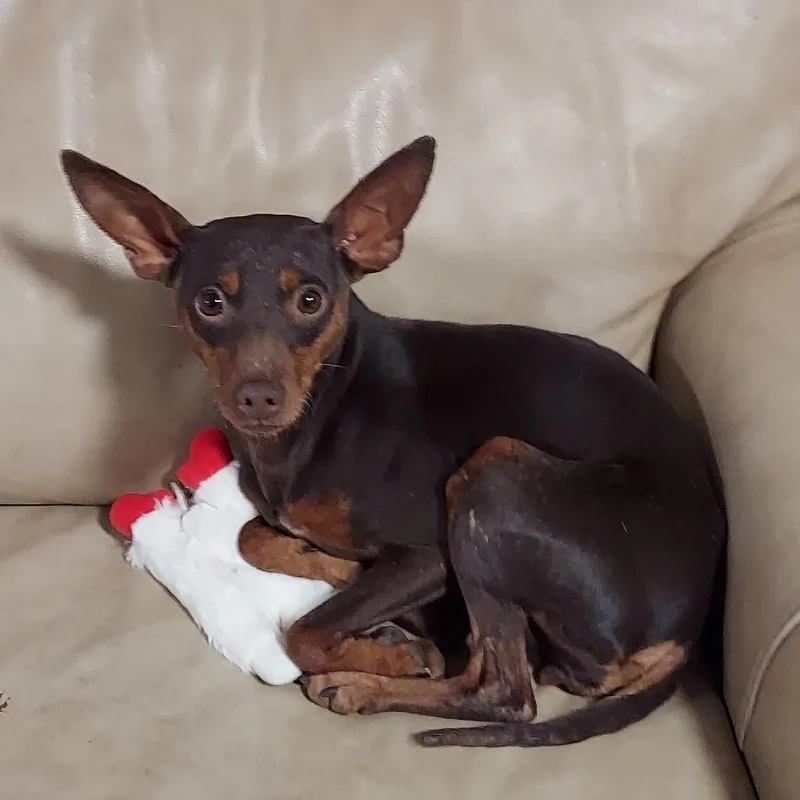 An adult small-sized female Brown / Chocolate Miniature Pinscher dog named Trinity for adoption in San Francisco, CA