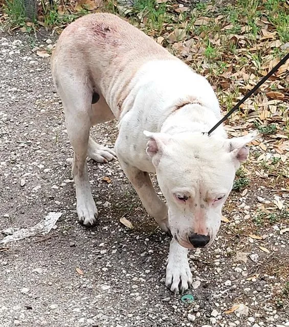 A young large-sized male American Staffordshire Terrier dog named Hercules for adoption in San Antonio, TX