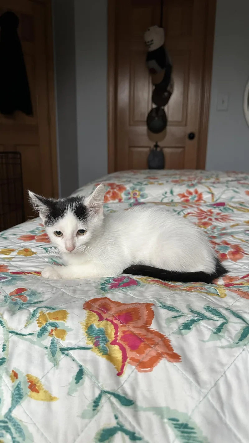 A baby medium-sized male Domestic Medium Hair cat named Chunky Monkey for adoption in Crystal Lake, IL