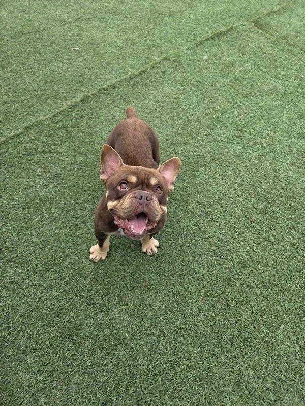 An adult medium-sized female French Bulldog dog named Tulip for adoption in Hollister, CA