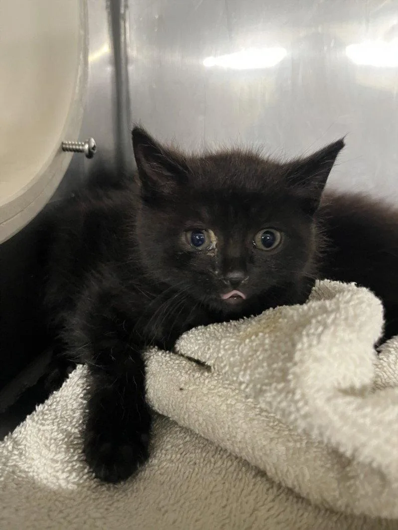 A baby small-sized male Domestic Short Hair cat named Choco for adoption in Woodland, CA