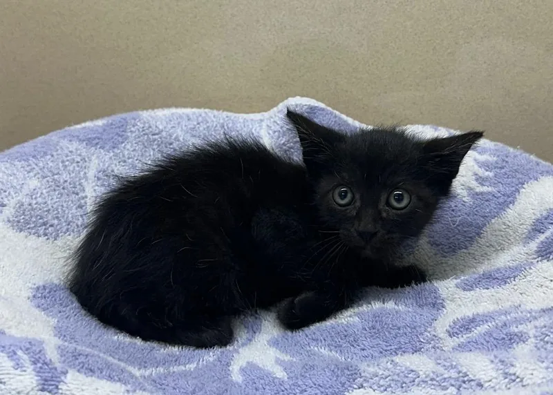 A baby small-sized male Domestic Short Hair cat named Spencer for adoption in Washington Court House, OH