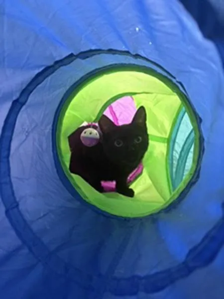 A baby small-sized female Domestic Short Hair cat named Baby for adoption in Austin, TX