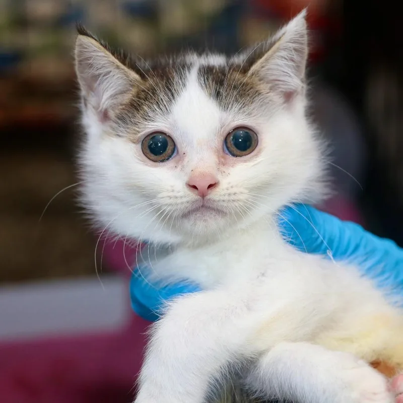 A baby small-sized female White Domestic Medium Hair cat named Clue for adoption in Allentown, PA