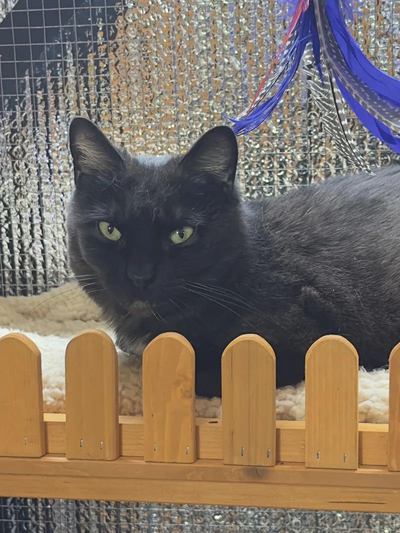 An adult medium-sized female Brown / Chocolate American Shorthair cat named Emmie for adoption in Roscoe, NY