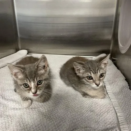 A baby small-sized male Gray / Blue / Silver Domestic Short Hair cat named Kronk for adoption in Georgetown, KY