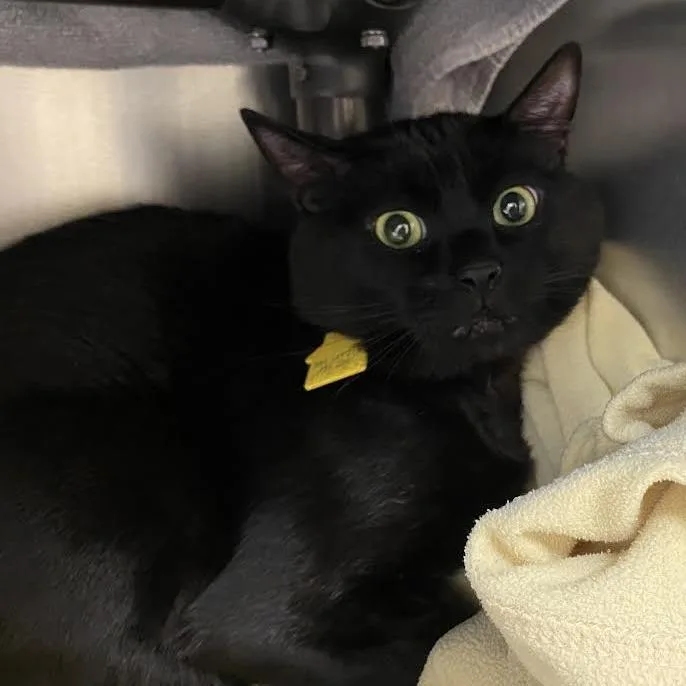 A young large-sized male Domestic Short Hair cat named Midnight for adoption in Springfield, MA