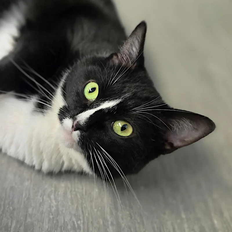 An adult medium-sized female Black Domestic Short Hair cat named Mazzy bonded w Missy for adoption in Columbia Station, OH