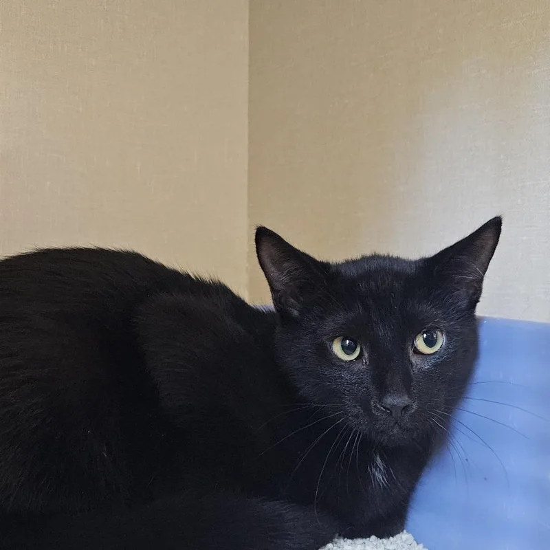 A young small-sized male Domestic Short Hair cat named Salem for adoption in Conway, NH
