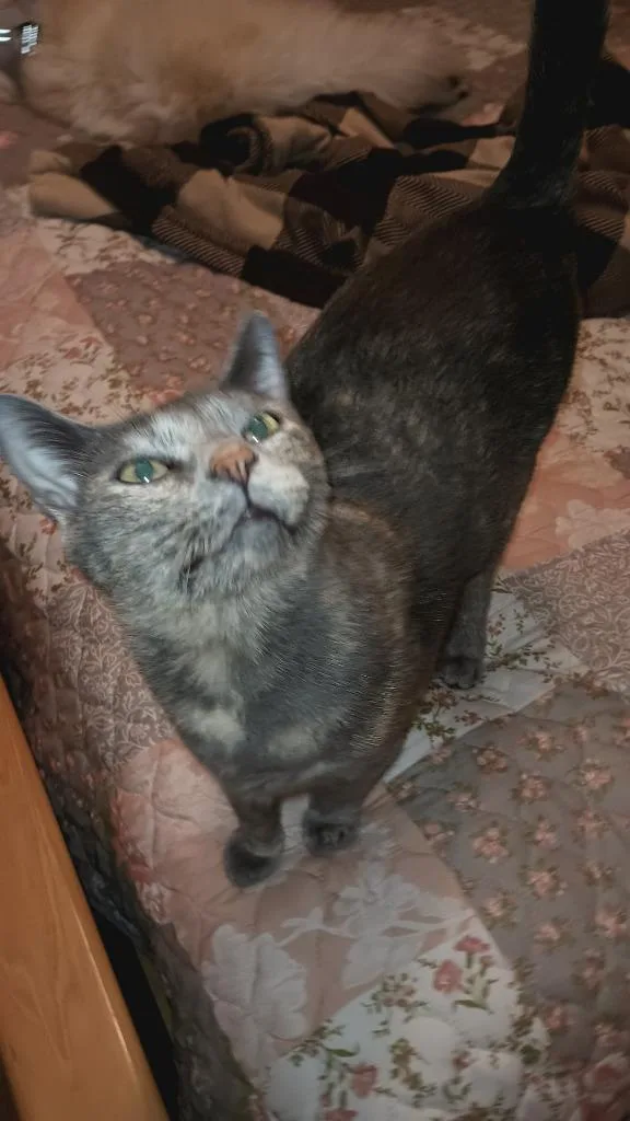 Cleopatra thumbnail 3