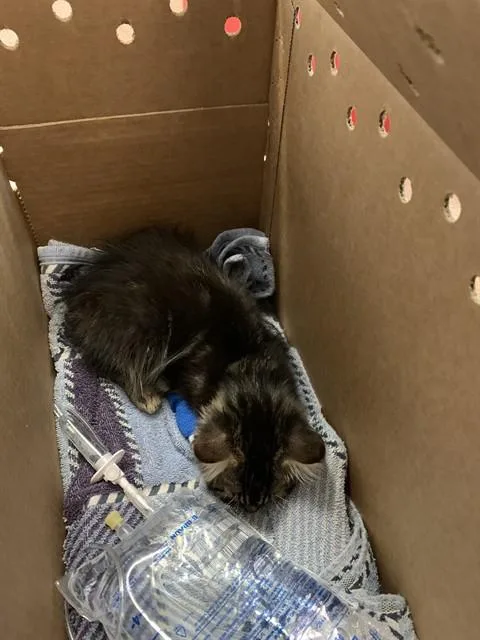 A baby small-sized male Domestic Short Hair cat named Reese for adoption in San Jose, CA