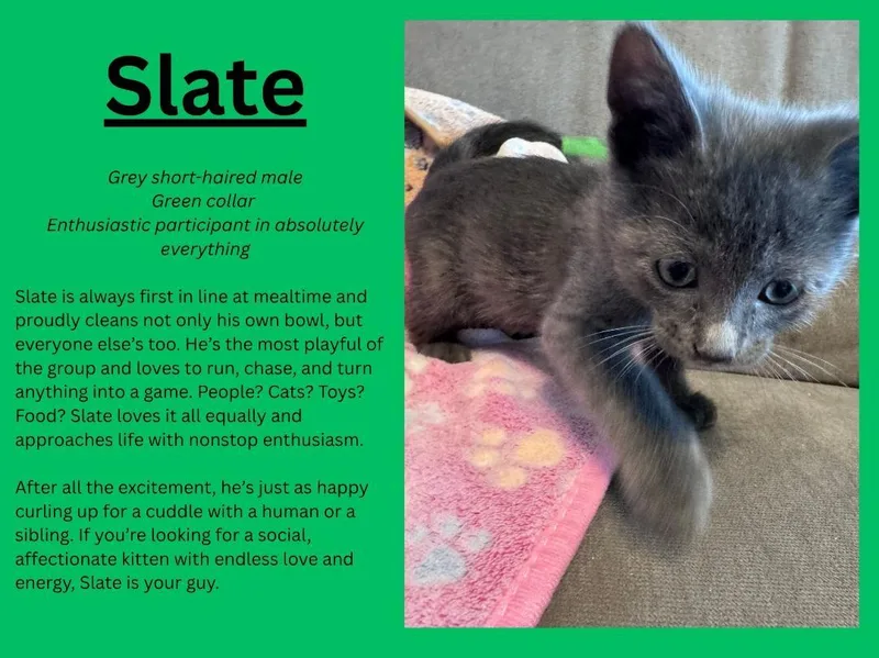 A baby medium-sized male Gray / Blue / Silver Domestic Short Hair cat named Slate for adoption in Terrell, TX