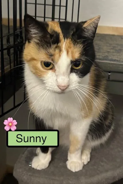 A young medium-sized female Domestic Short Hair cat named Sunny for adoption in Zimmerman, MN