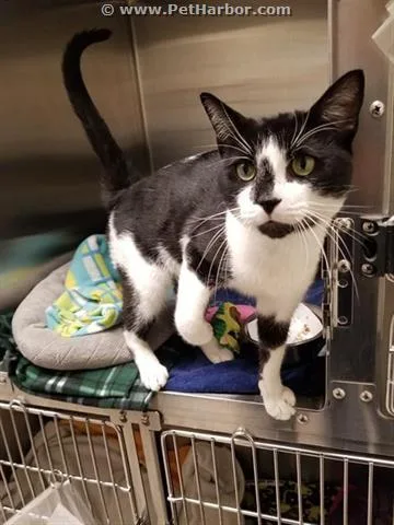 An adult small-sized male Domestic Short Hair cat named Zeke for adoption in Centerville, MA