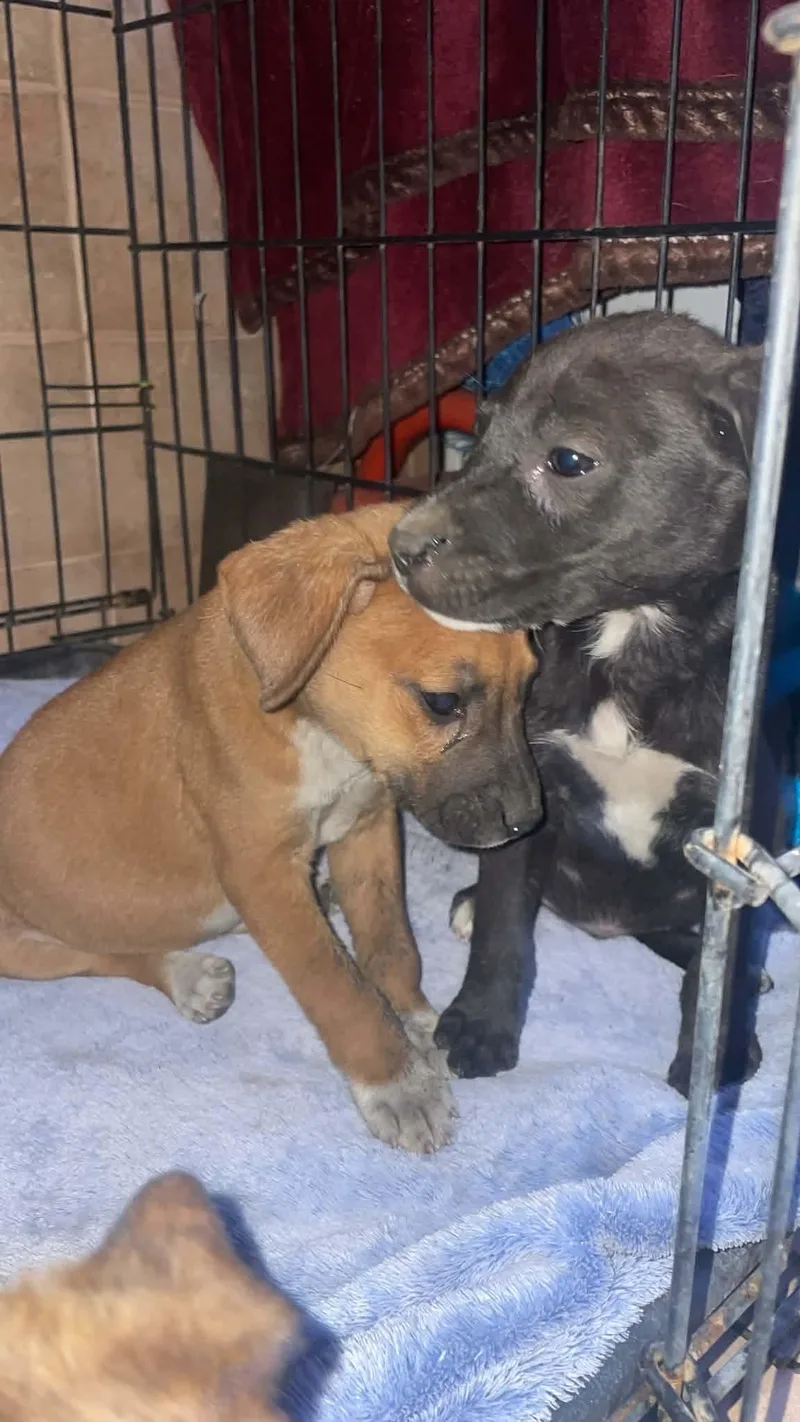 A baby small-sized female Boxer dog named Cindy for adoption in santa monica, CA