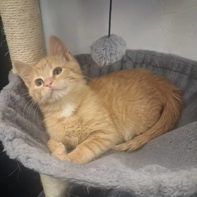 A young small-sized female Orange & White Domestic Short Hair cat named Trixie for adoption in Roosevelt, UT
