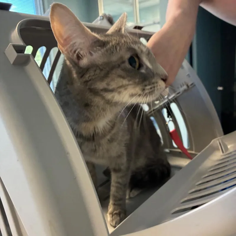 An adult medium-sized female Gray / Blue / Silver Domestic Short Hair cat named Miss Spaghetti for adoption in Greensboro, NC