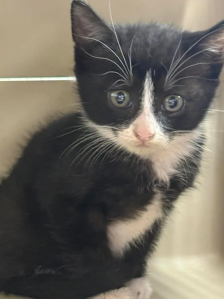 A baby small-sized male Domestic Short Hair cat named Yinyang for adoption in Lavonia, GA