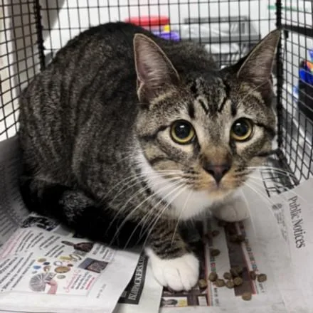 A young small-sized female Domestic Short Hair cat named Keyfora for adoption in Los Angeles, CA