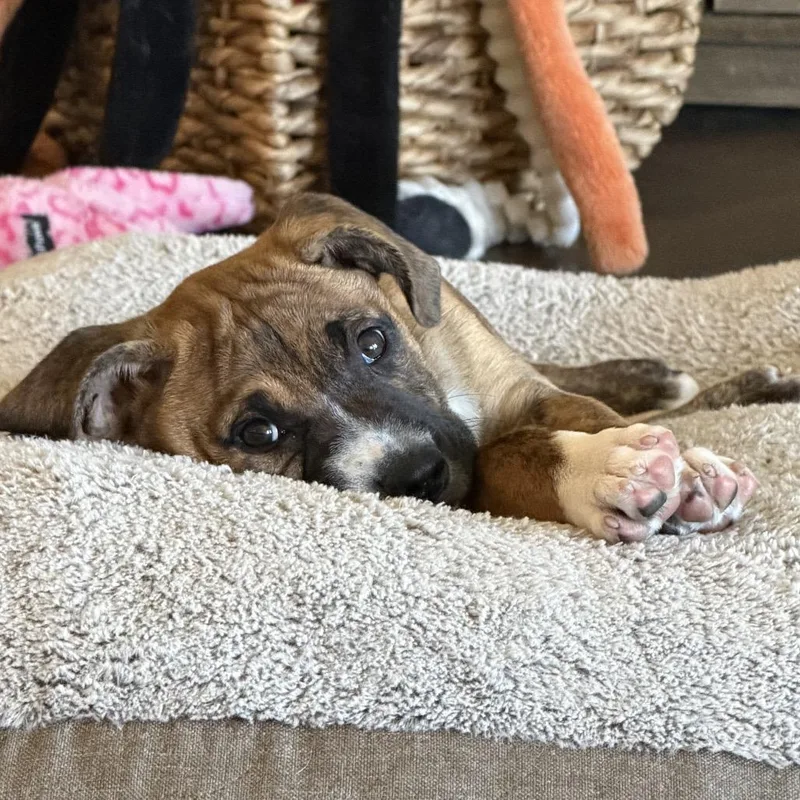 A baby medium-sized female Boxer dog named Olive for adoption in Columbus, OH
