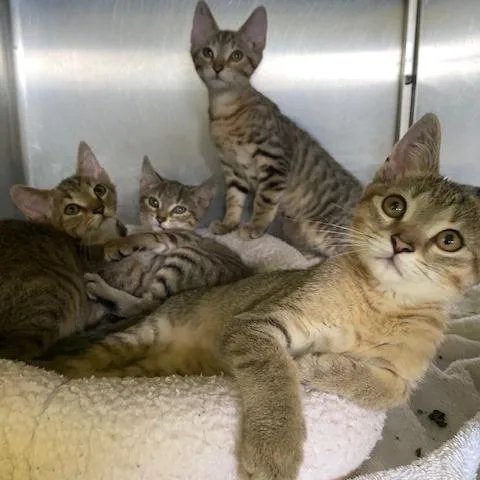 A baby small-sized male Brown / Chocolate Domestic Short Hair cat named Hunter for adoption in Dayton, OH