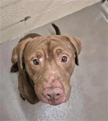 A young large-sized male Pit Bull Terrier dog named Sanson for adoption in Hagerstown, MD