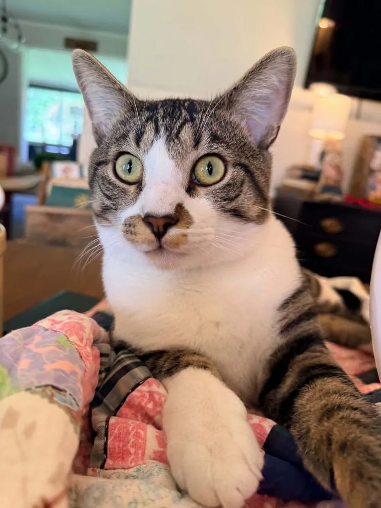 An adult medium-sized male Domestic Short Hair cat named Bluey for adoption in Salisbury, NC