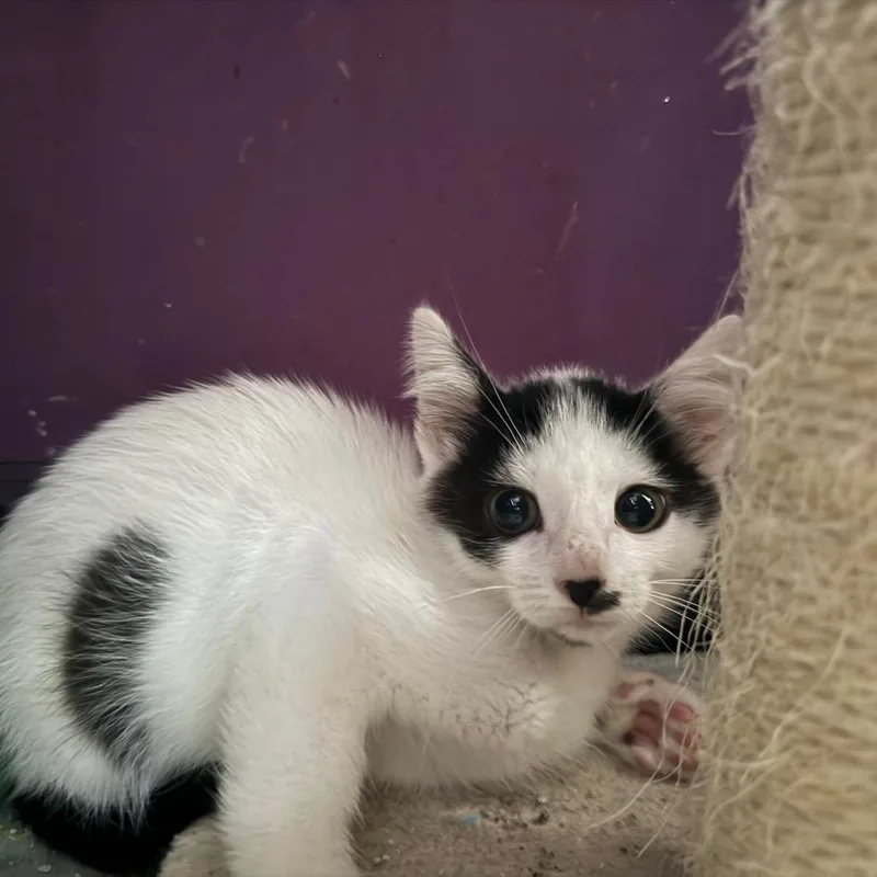 A baby small-sized male White Domestic Short Hair cat named Cobb for adoption in Richmond, IN
