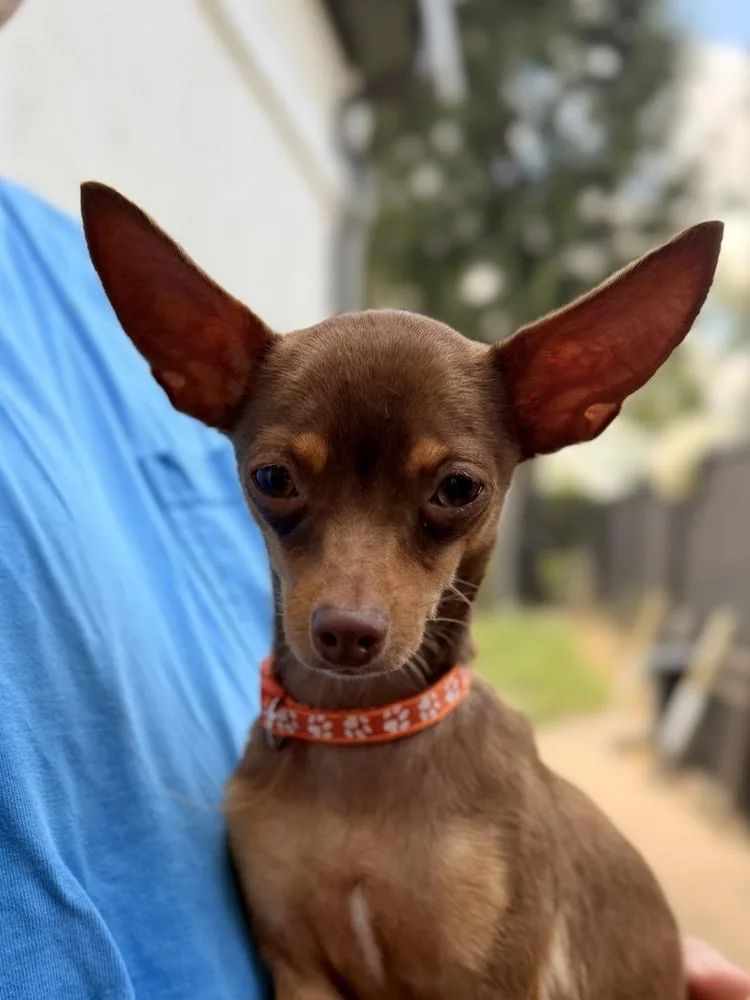 A young small-sized female Chihuahua dog named Shortcake for adoption in Richmond, TX